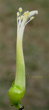  Stamens